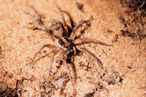 Wolf Spider (ze) (Lycosidae sp)